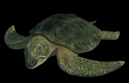 史前深海怪物:幻龙牙齿如针般尖利(组图)-纪实台-中国网络电视台