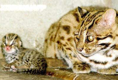 独一无二的珍稀物种:人脸螃蟹和紫色北极熊(图)